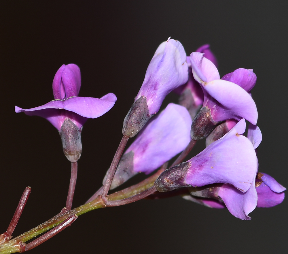 Изображение особи Hardenbergia violacea.