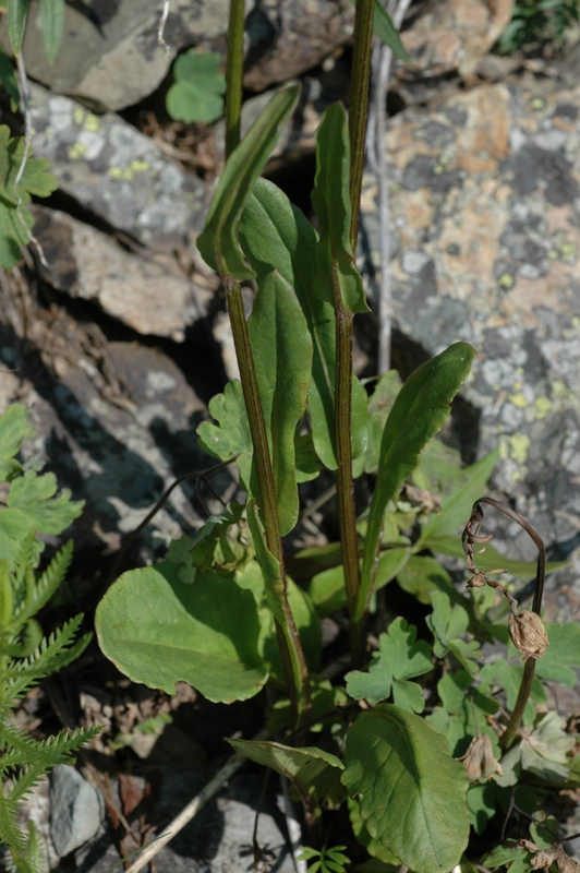 Изображение особи Tephroseris integrifolia.