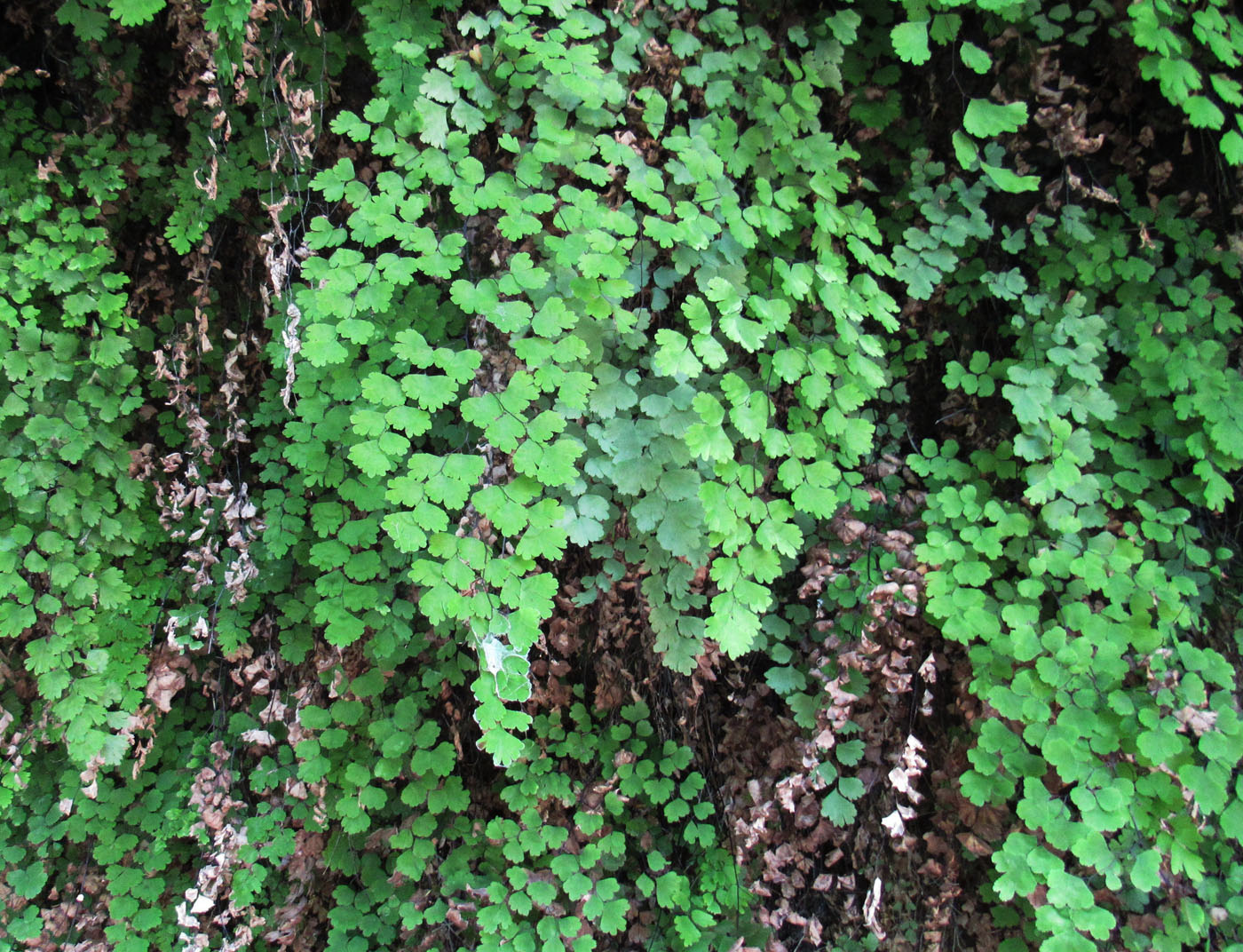 Image of Adiantum capillus-veneris specimen.