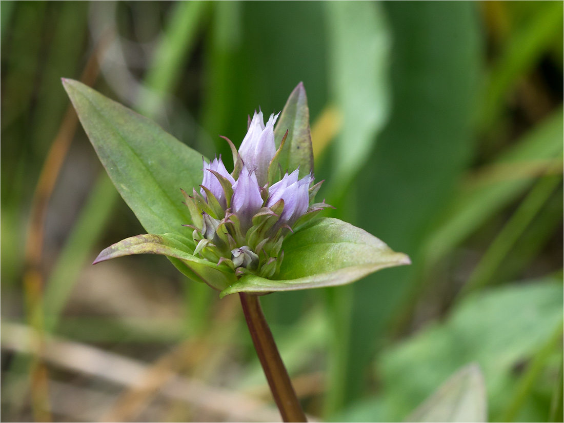 Image of Gentianella lingulata specimen.