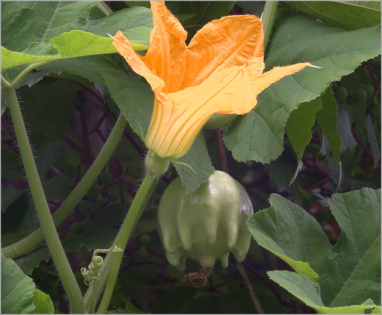Image of Cucurbita maxima specimen.