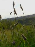 Plantago lanceolata