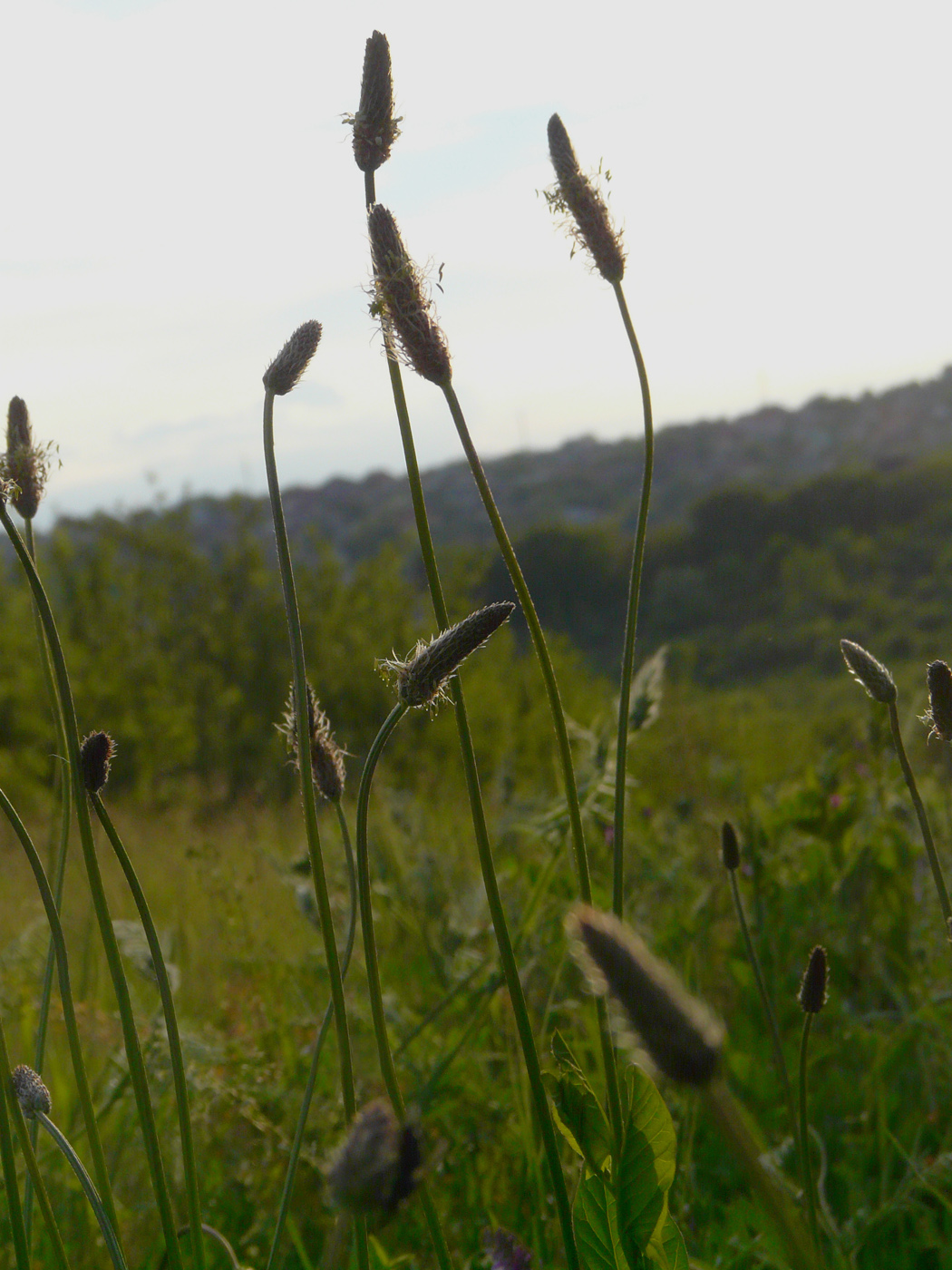 Image of Plantago lanceolata specimen.