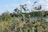 Arctium tomentosum. Верхушка цветущего растения. Псковская обл., Псковский р-н, окр. погоста Выбуты, дол. р. Великая, сухой разнотравно-злаковый луг на известняке. 29.07.2021.