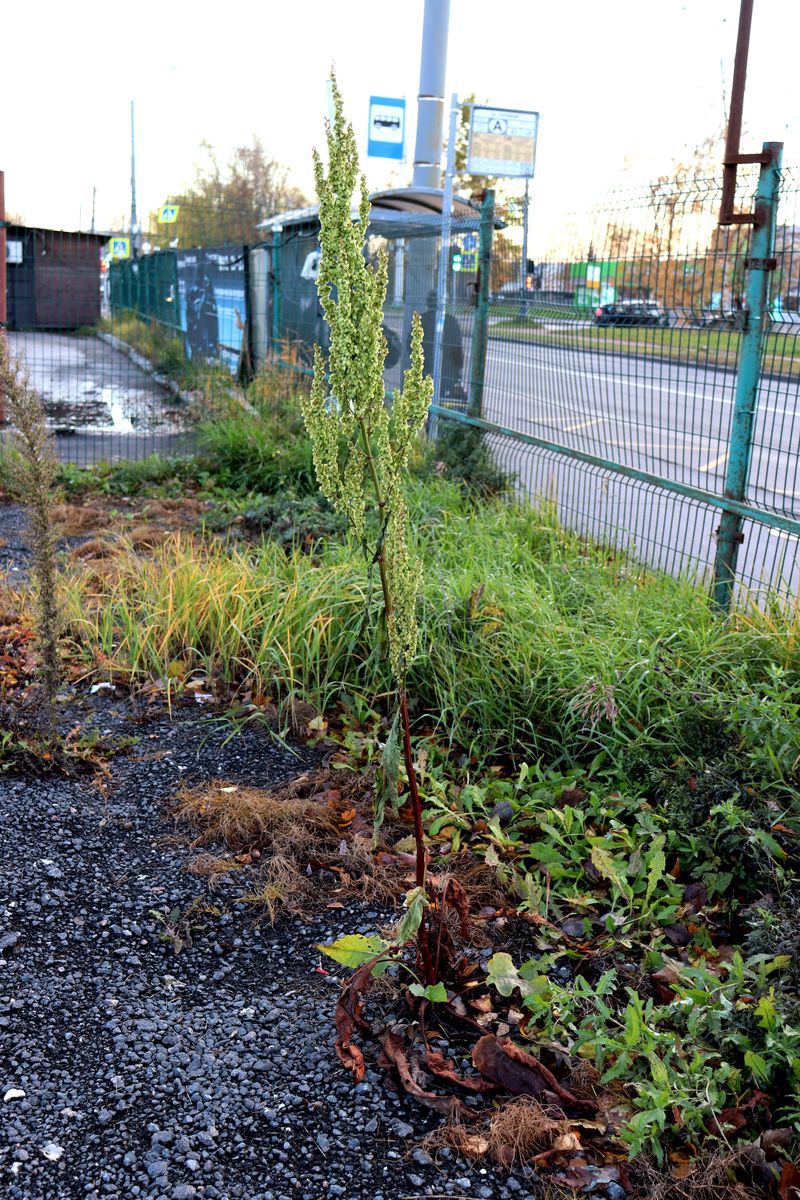 Image of genus Rumex specimen.