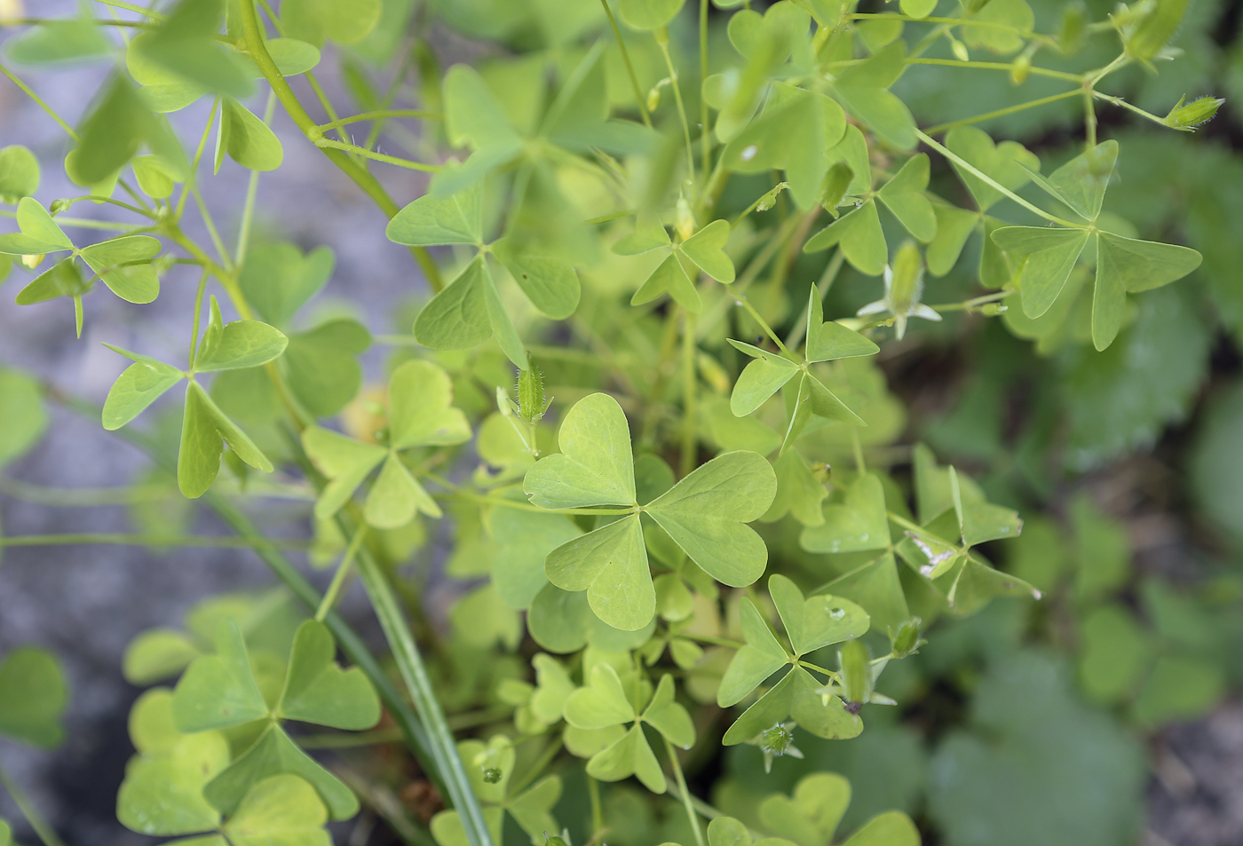 Изображение особи Oxalis stricta.