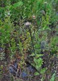 Stemmacantha satzyperovii. Плодоносящее растение. Приморье, окр. г. Находка, гора Племянник, луговой склон. 29.07.2021.