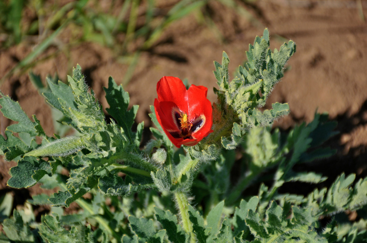 Image of Glaucium corniculatum specimen.