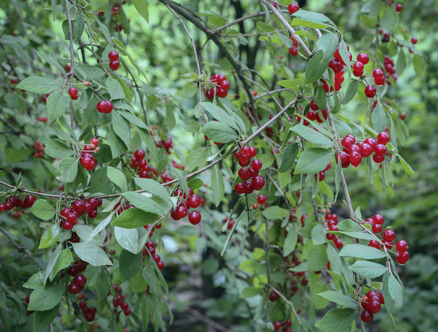 Изображение особи Lonicera korolkowii.