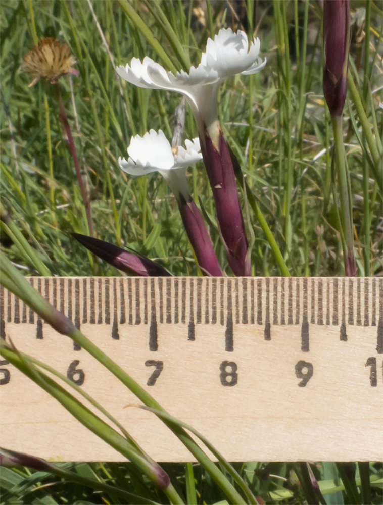 Image of Dianthus cretaceus specimen.