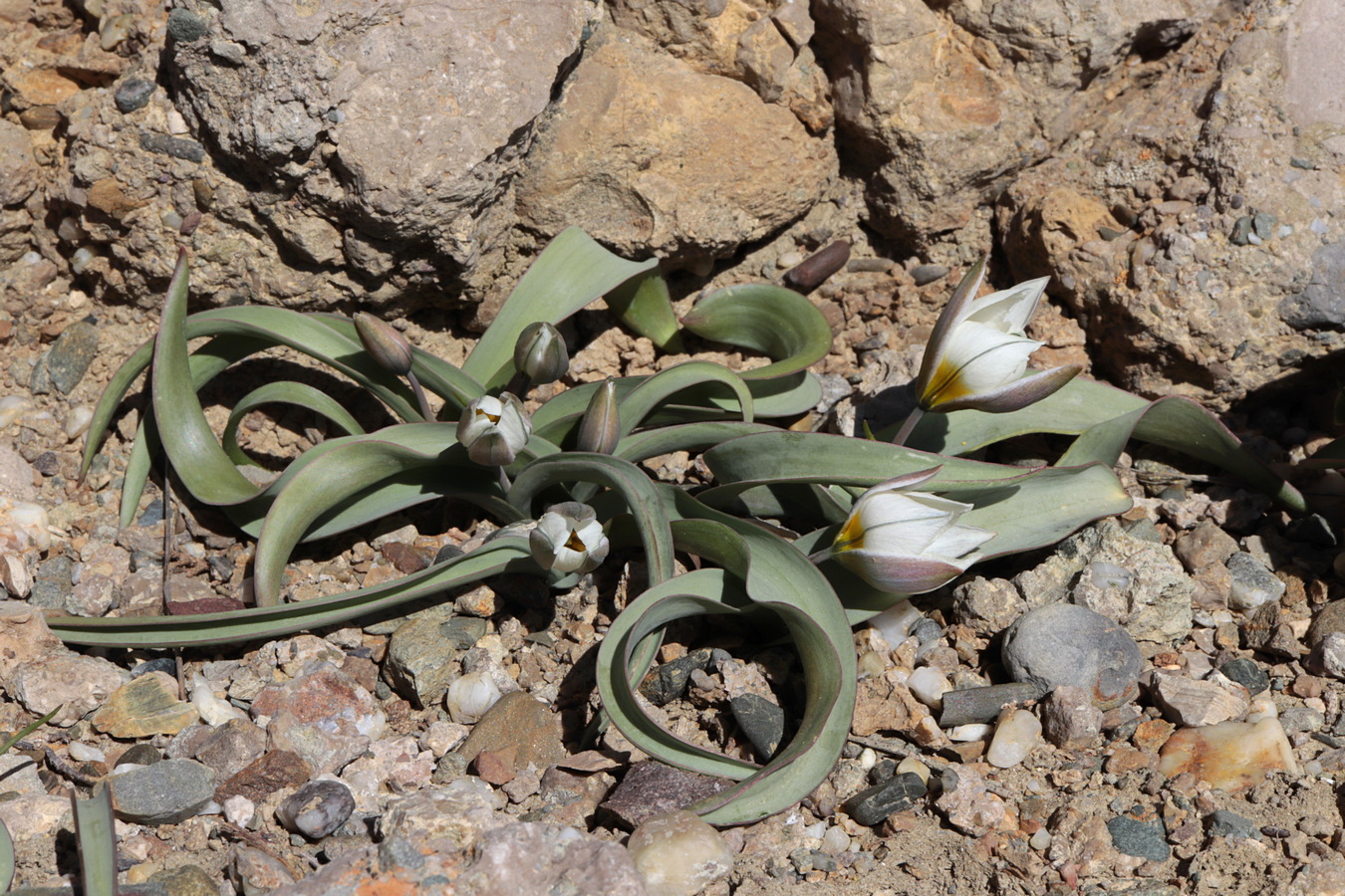 Image of Tulipa biflora specimen.