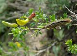 Caragana grandiflora. Ветвь с цветками и кормящейся гусеницей. Азербайджан, Таузский р-н, овраги в долине р. Таузчай. 17.04.2010.