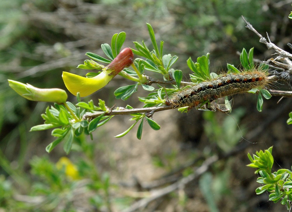 Изображение особи Caragana grandiflora.