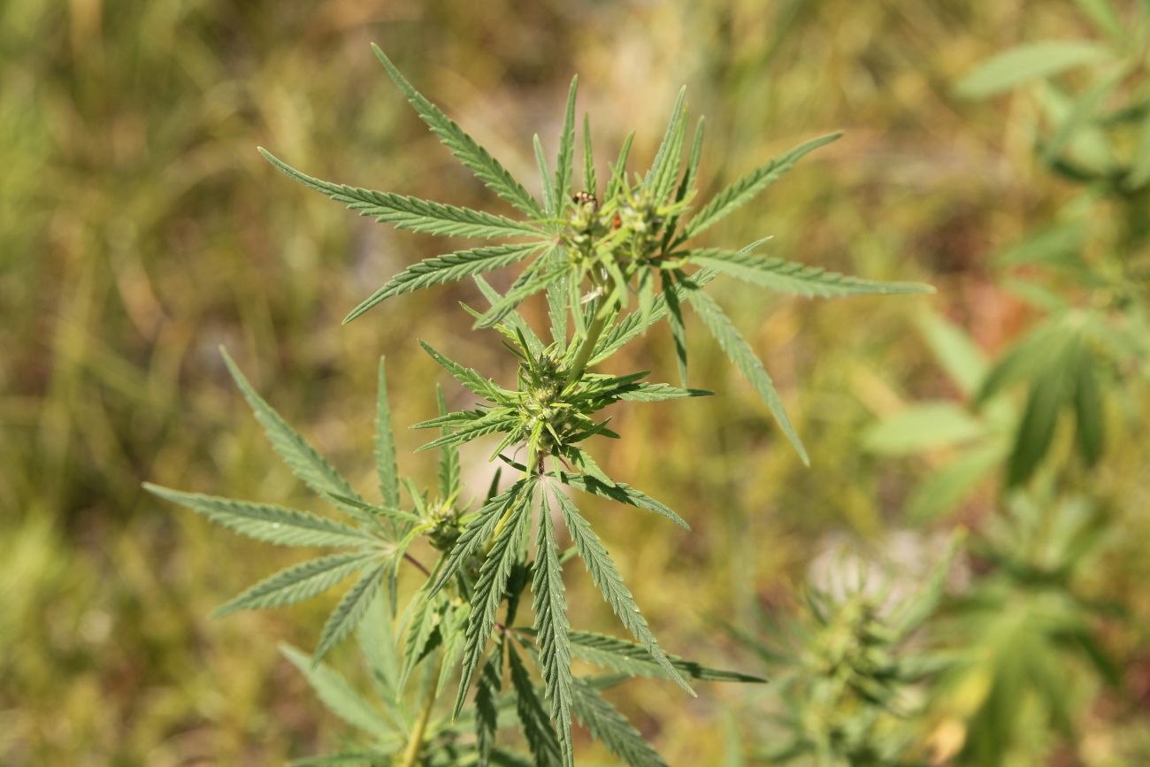 Image of Cannabis sativa specimen.