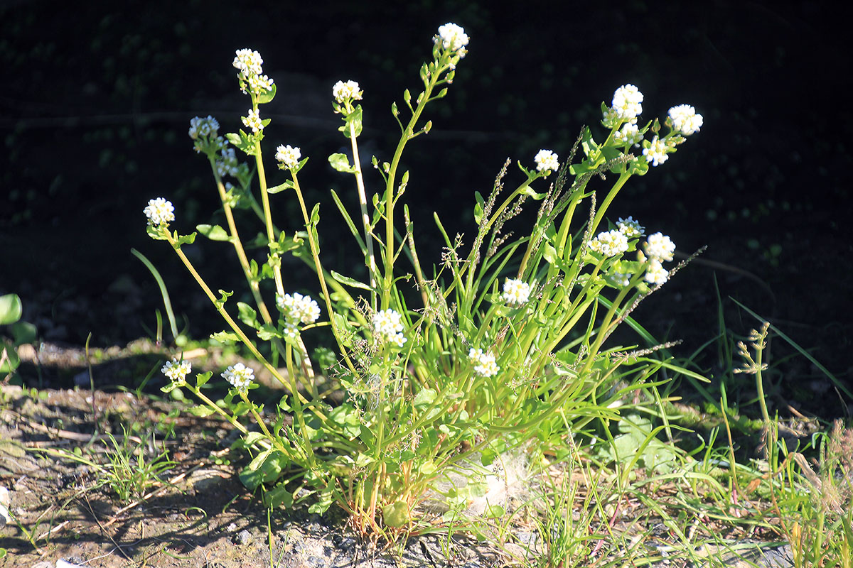 Image of genus Cochlearia specimen.