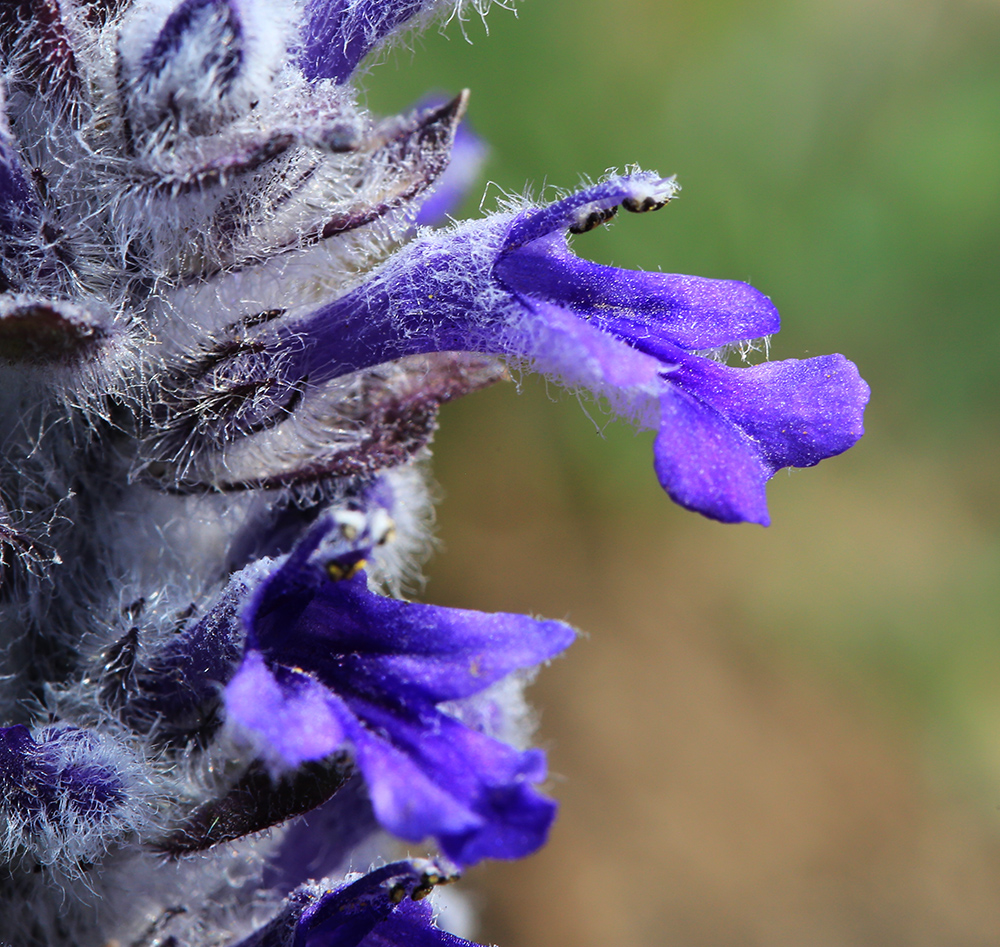 Изображение особи Ajuga multiflora.