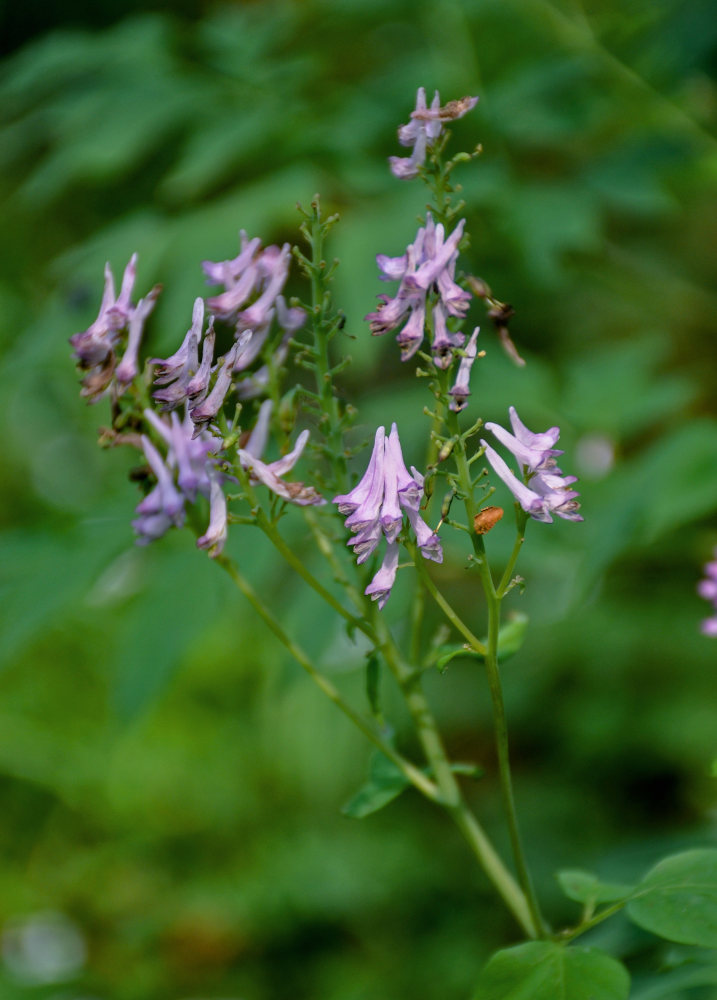 Image of Corydalis multiflora specimen.