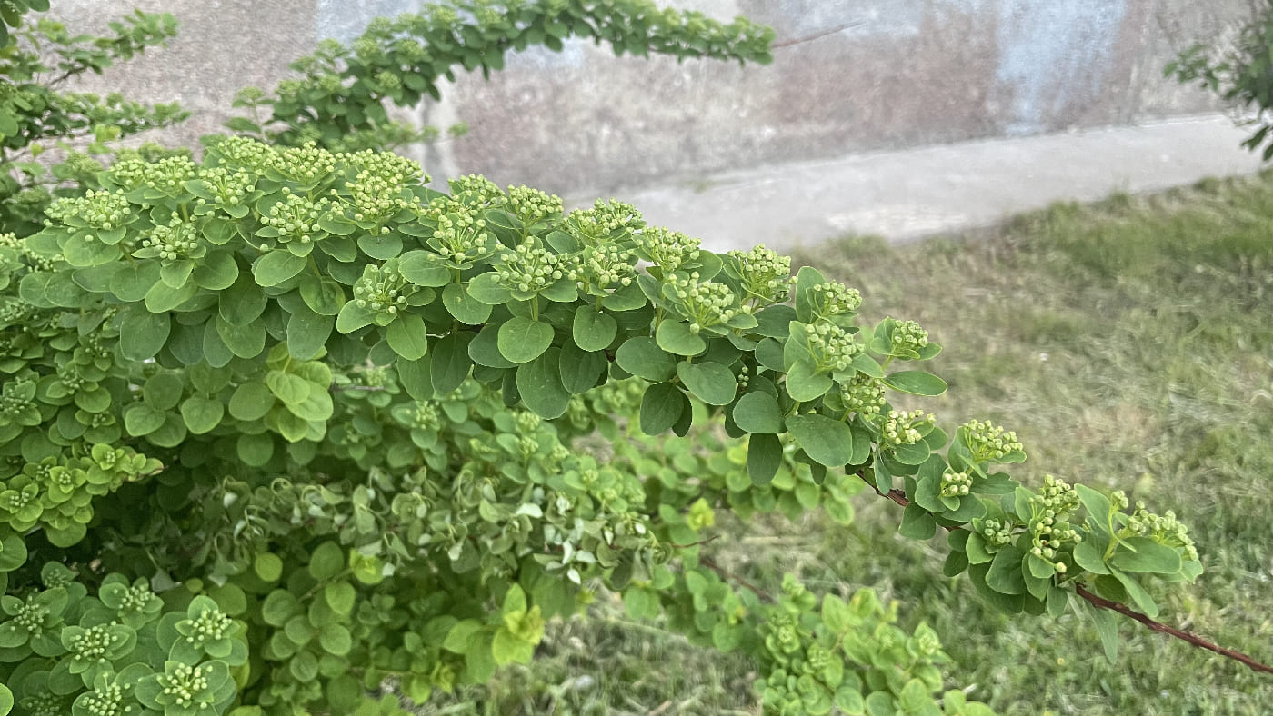 Image of Spiraea nipponica specimen.
