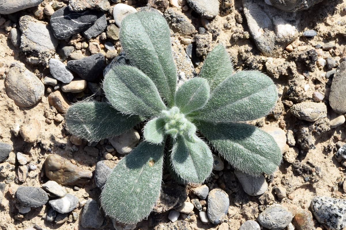 Image of Arnebia obovata specimen.