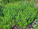 Mentha spicata