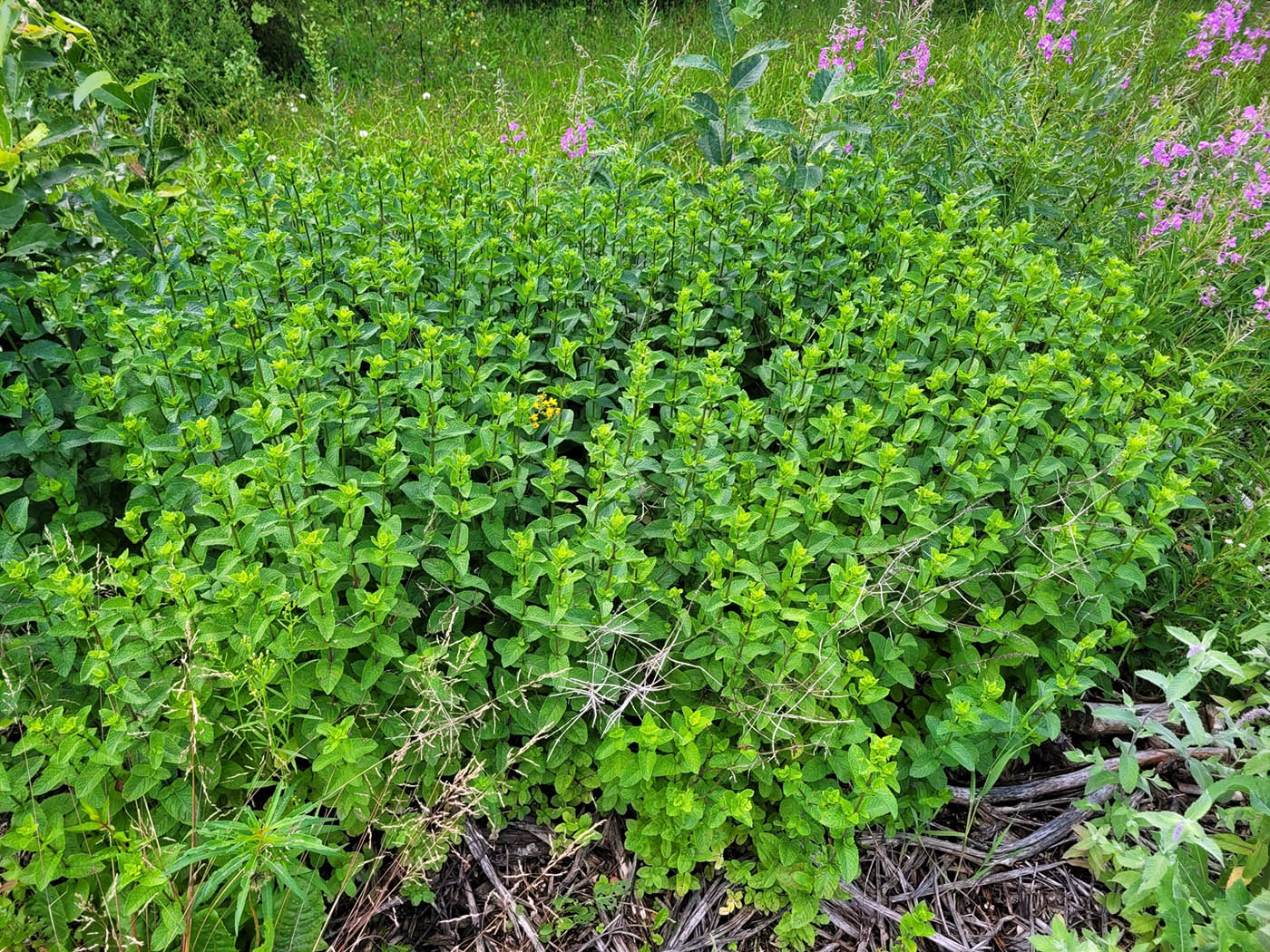 Image of Mentha spicata specimen.