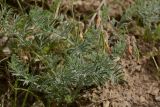 Vicia subvillosa