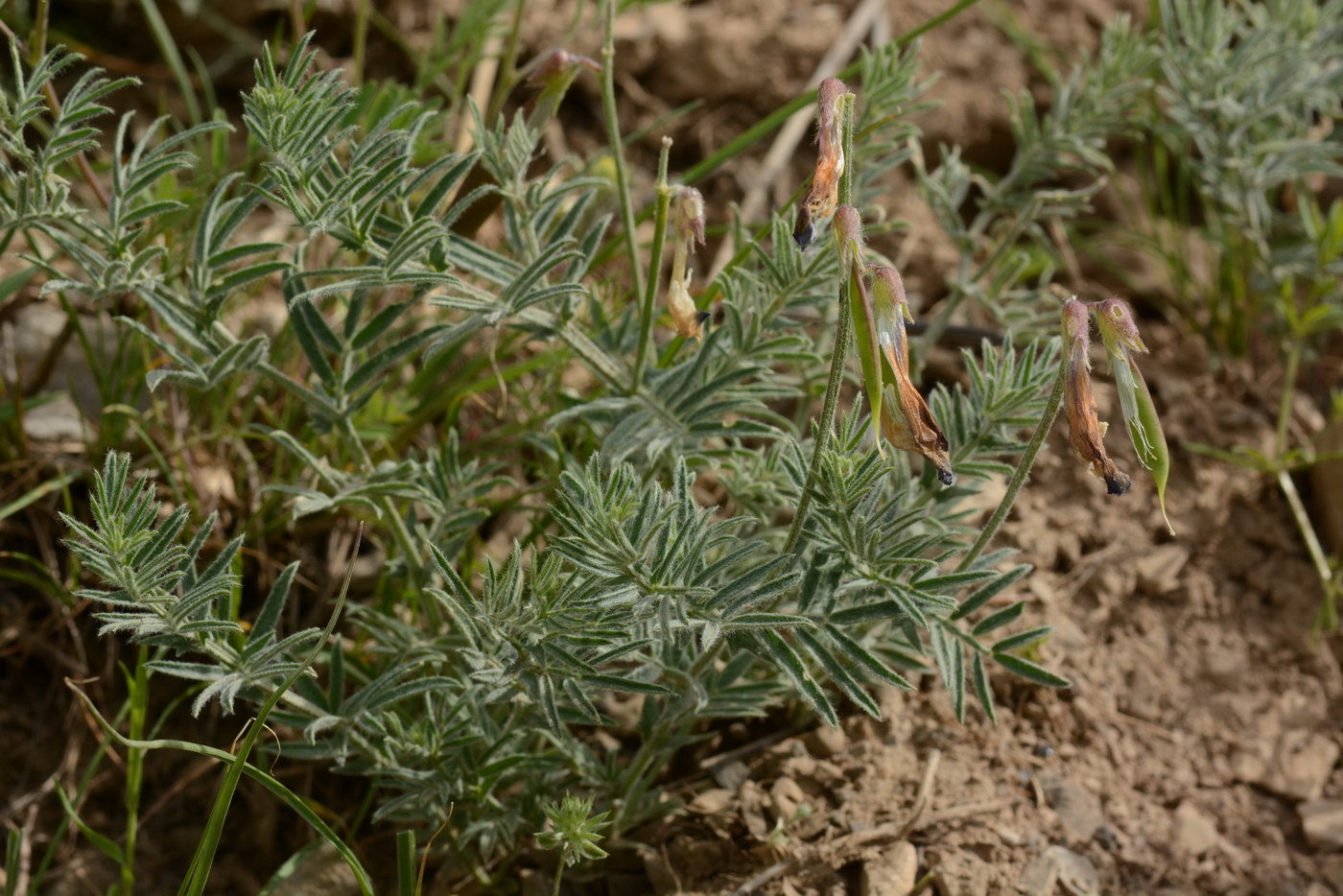 Изображение особи Vicia subvillosa.