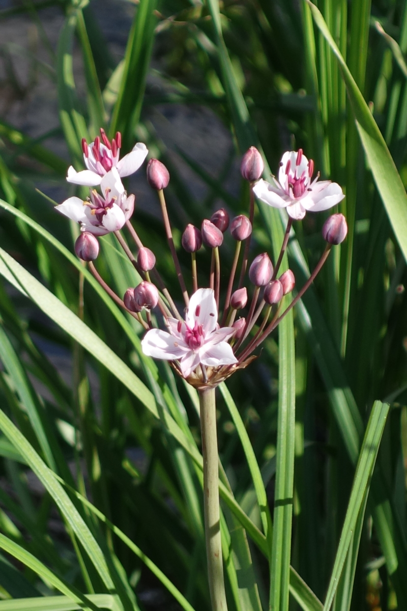 Изображение особи Butomus umbellatus.