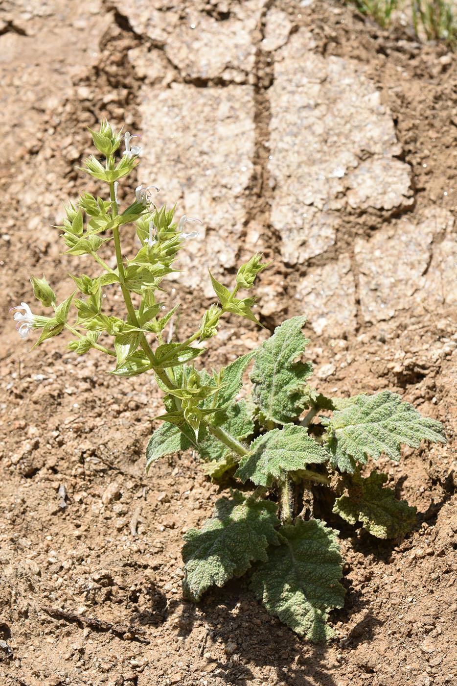 Image of Salvia macrosiphon specimen.