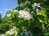 Catalpa speciosa