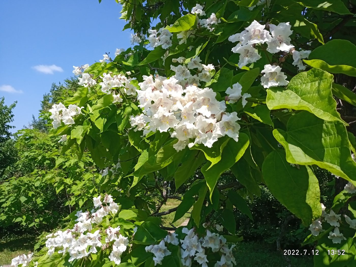 Изображение особи Catalpa speciosa.