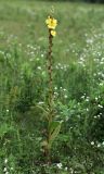 Verbascum densiflorum