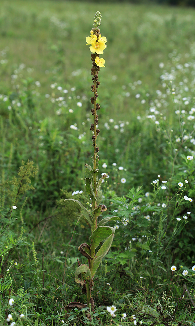 Image of Verbascum densiflorum specimen.