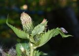 Cirsium oleraceum. Верхушка побега с соцветием и питающейся улиткой. Марий Эл, Медведевский р-н, окр. пос. Корта, лиственный лес, низина. 18.08.2022.