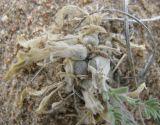 Astragalus teskhemicus