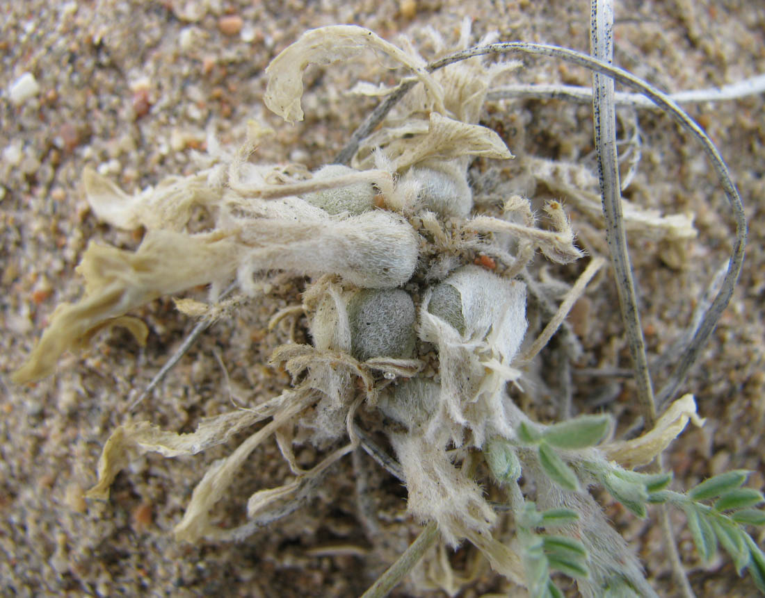 Image of Astragalus teskhemicus specimen.