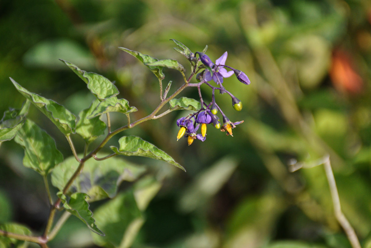 Изображение особи Solanum dulcamara.