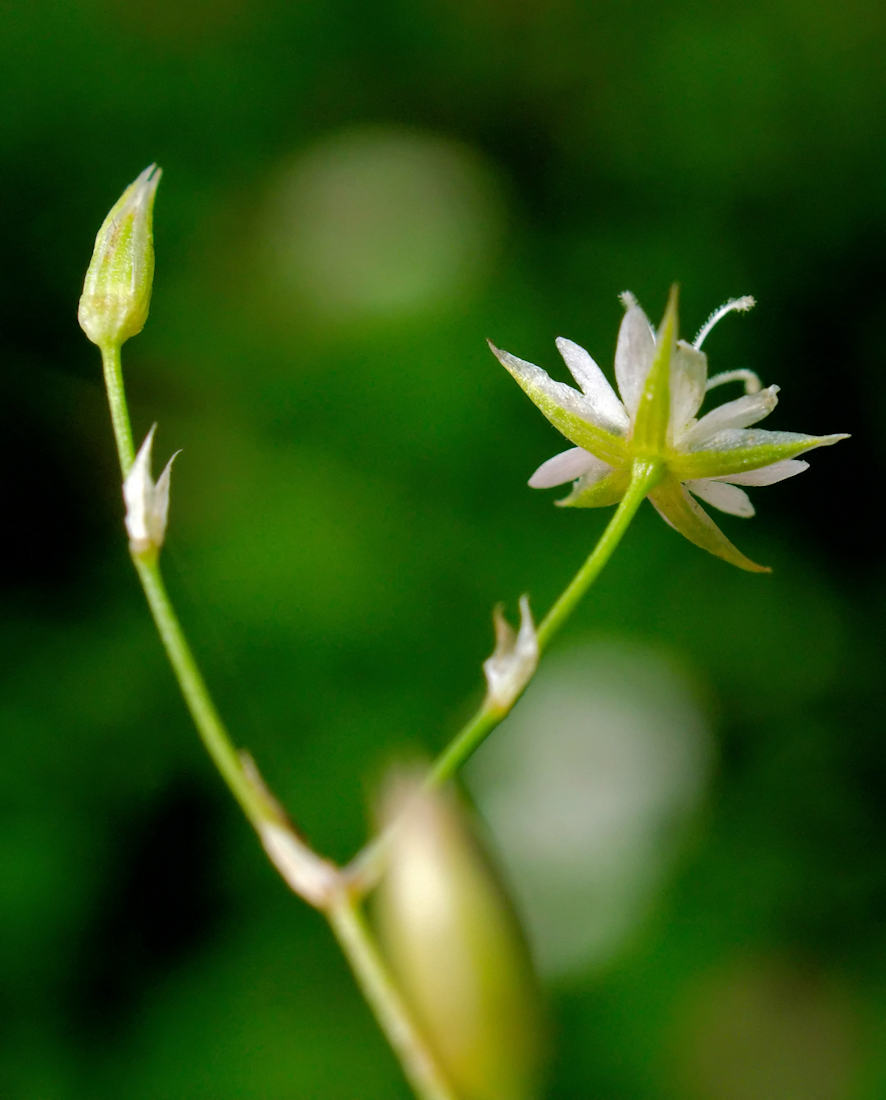 Image of genus Stellaria specimen.