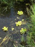 Pistia stratiotes