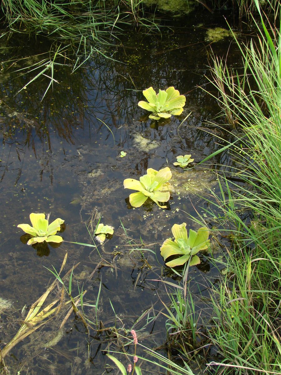 Image of Pistia stratiotes specimen.