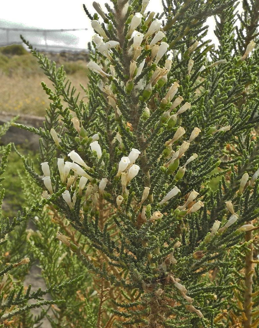 Image of Fabiana imbricata specimen.