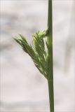 Calamagrostis meinshausenii. Часть побега с развивающимся соцветием. Ленинградская обл., Кингисеппский р-н, Кургальский п-ов, побережье Финского зал., песчаный пляж. 20.06.2021.