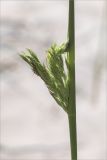 Calamagrostis meinshausenii