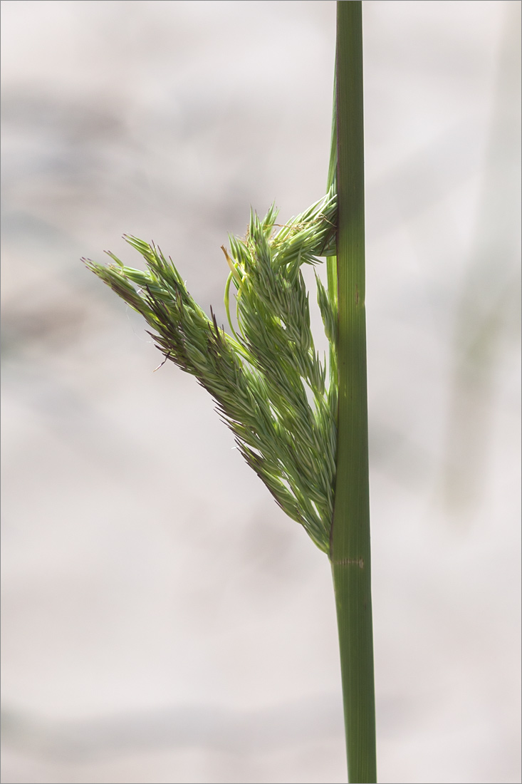 Изображение особи Calamagrostis meinshausenii.