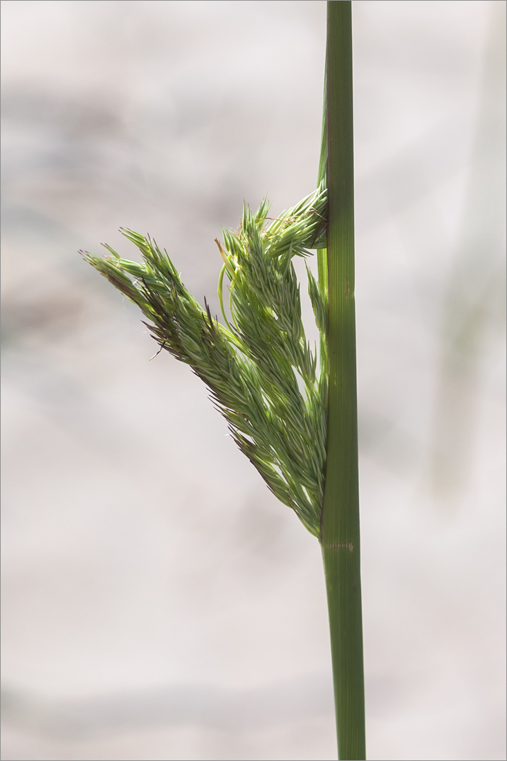 Image of Calamagrostis meinshausenii specimen.