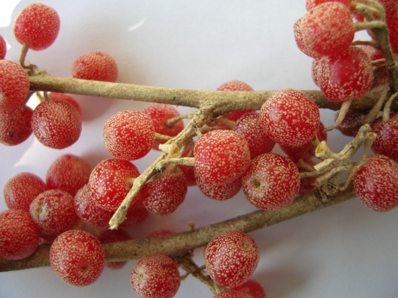 Image of Elaeagnus umbellata specimen.