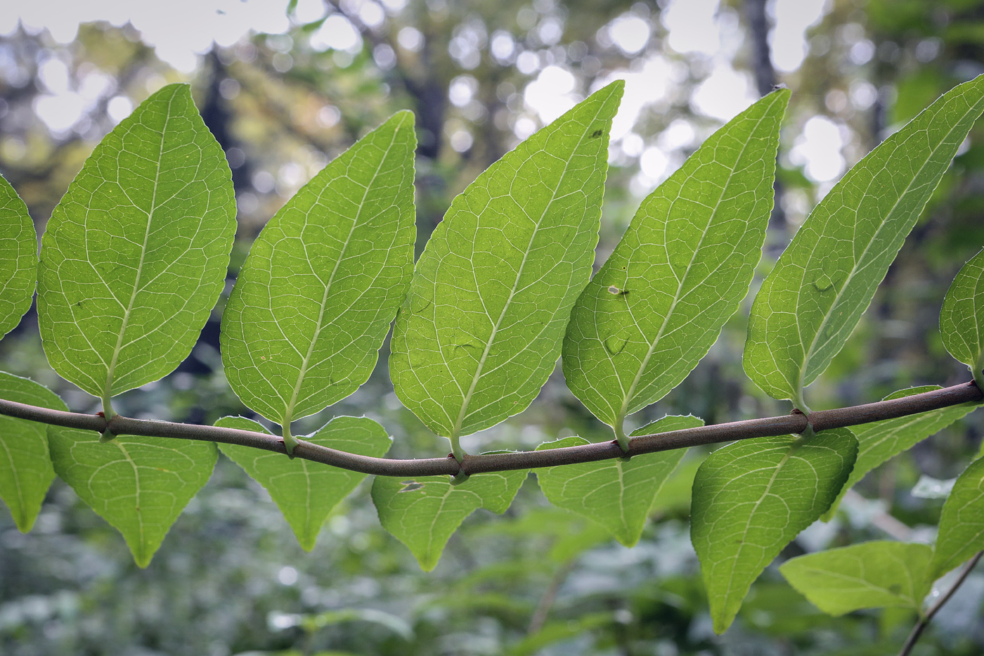 Image of genus Deutzia specimen.