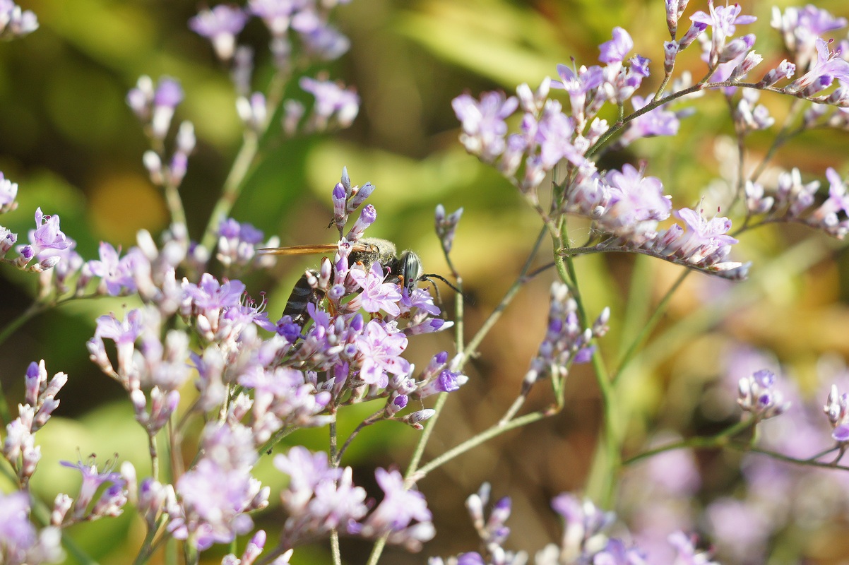 Изображение особи Limonium coriarium.