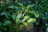 Arisarum simorrhinum