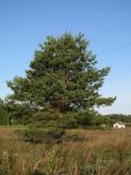 Pinus sylvestris. Одинокое дерево. Беларусь, Гродненская обл., Новогрудский р-н, Ладеникский сельсовет, окр. дер. Малые Карныши, суходольный луг. 08.09.2021.